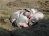 pigs